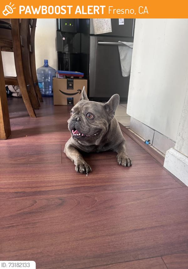 Found/Stray Male Dog last seen Shaw & Willow, Fresno, CA 93721