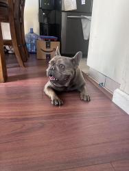 Found/Stray Male Dog last seen Shaw & Willow, Fresno, CA 93721