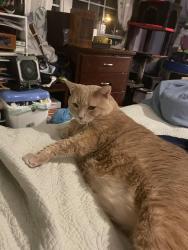 Reunited Male Cat last seen Near muirs chapel and tower, Greensboro, NC 27410