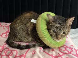 Lost Female Cat last seen Near Arlington place, Chicago, IL 60614