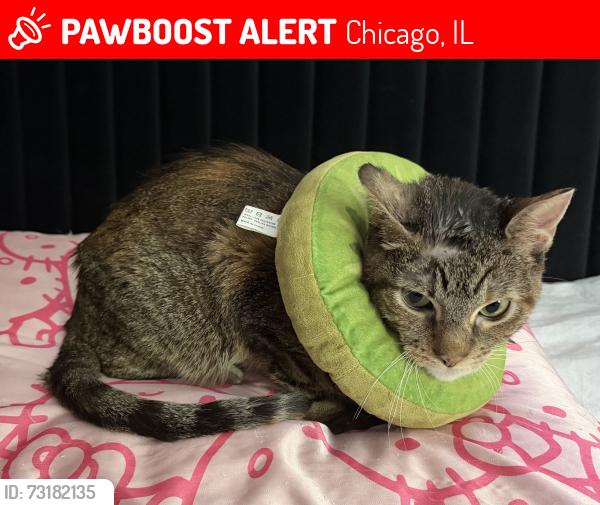 Lost Female Cat last seen Near Arlington place, Chicago, IL 60614