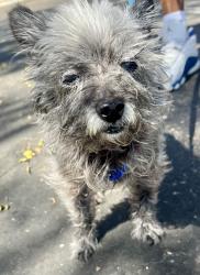 Reunited Male Dog last seen Norton Ave, National City, CA 91950, USA, National City, CA 91950