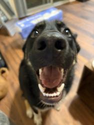 Reunited Male Dog last seen Wafer ct Camp Pendleton, Camp Pendleton North, CA 92058