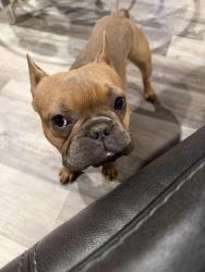 Reunited Male Dog last seen Route 57, Clay, NY 13090