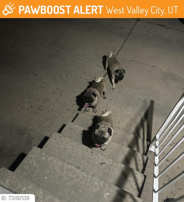 Found/Stray Male Dog last seen hunter high school, West Valley City, UT 84120