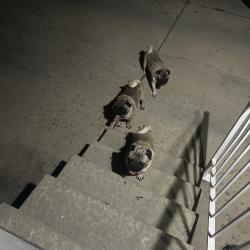 Found/Stray Male Dog last seen hunter high school, West Valley City, UT 84120