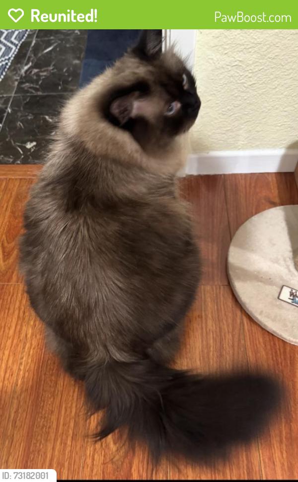 Reunited Male Cat last seen W Duarte Rd and Holly ave in Arcadia, Arcadia, CA 91007