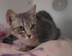 Shelter Stray Female Cat last seen Near E 5th Avenue, Escondido, CA, 92025, Escondido, CA 92027, USA