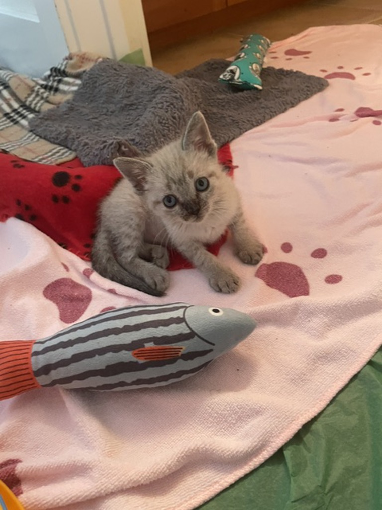 Shelter Stray Female Cat last seen Spires Street, Vista, CA, 92083, Oceanside, CA 92058, USA