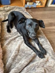 Shelter Stray Female Dog last seen Near E San Ysidro Boulevard, San Diego, CA, 92154, 5500 Gaines St, San Diego, CA 92110, USA