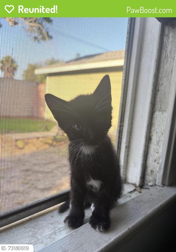Reunited Female Cat last seen E El Paseo St, Long Beach, CA 90815
