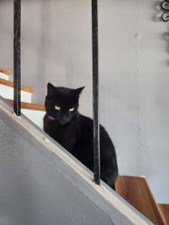 Reunited Male Cat last seen Tebo ct RobRoy, San Diego, CA 92154