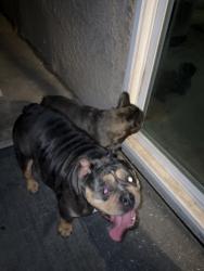 Found/Stray Unknown Dog last seen Shaw & Hayes, Fresno, CA 93722