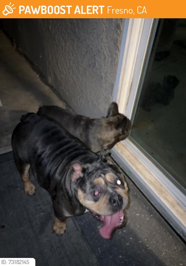 Found/Stray Unknown Dog last seen Shaw & Hayes, Fresno, CA 93722