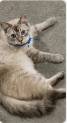 Lost Male Cat last seen A una cuadra de jardín de niños Jesús Guerrero Galván, García, N.L. 66003