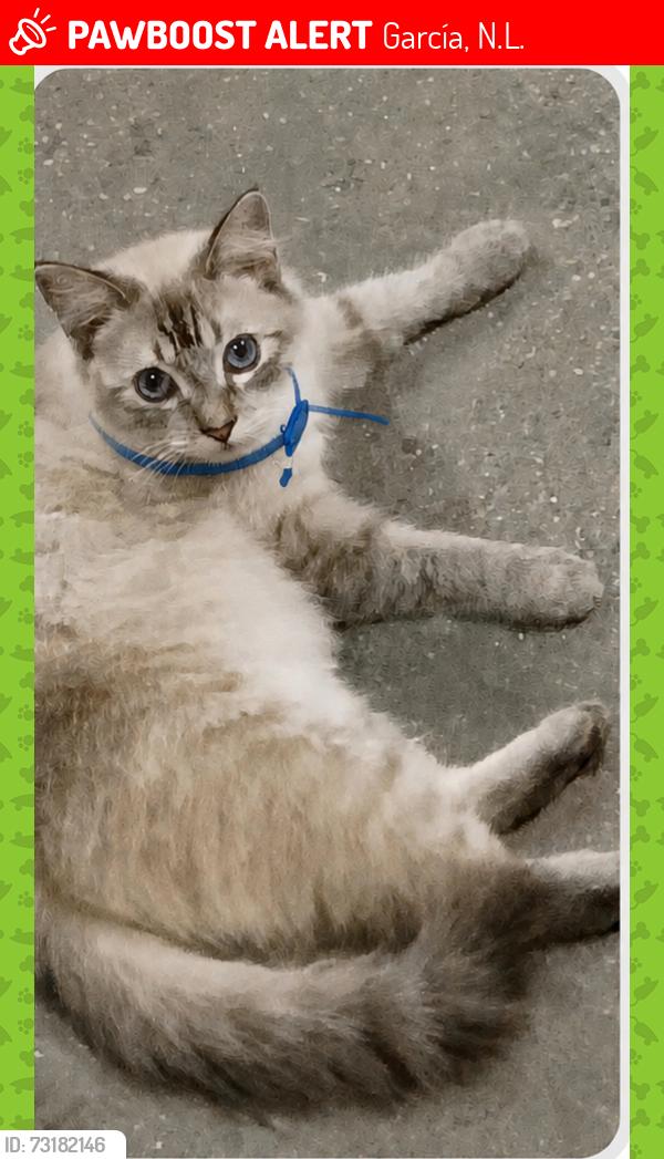 Lost Male Cat last seen A una cuadra de jardín de niños Jesús Guerrero Galván, García, N.L. 66003