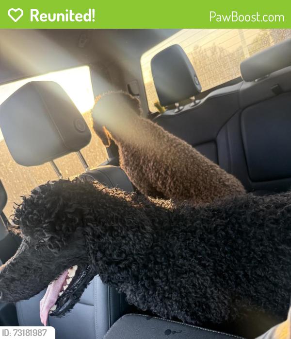 Reunited Male Dog last seen Murrieta and Craig st, Menifee, CA 92586