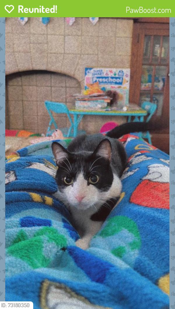 Reunited Male Cat last seen Being Giant Eagle, Canton, OH 44710