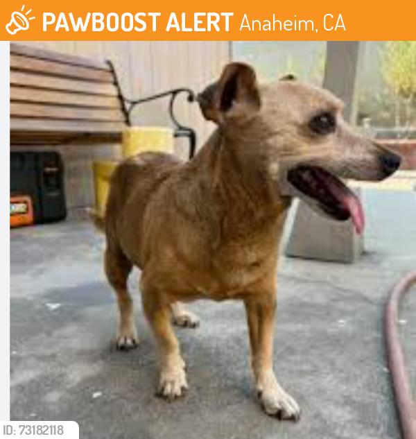 Found/Stray Male Dog last seen Lewis and Chapman, Anaheim, CA 92802