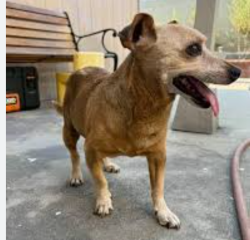 Found/Stray Male Dog last seen Lewis and Chapman, Anaheim, CA 92802