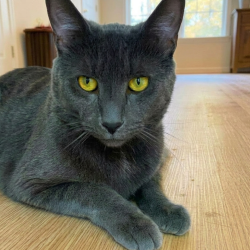Reunited Male Cat last seen Dulaney Valley & Charmuth, Towson, MD 21286
