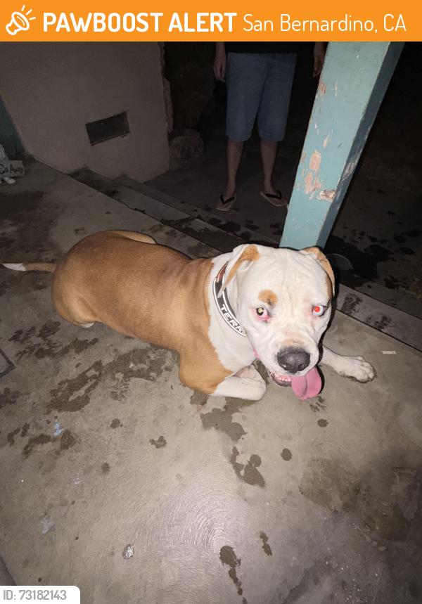 Found/Stray Male Dog last seen Waterman and Windsor, San Bernardino, CA 92404