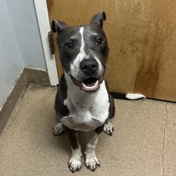 Shelter Stray Female Dog last seen , 4500 N Access Rd, Chattanooga, TN 37415, USA