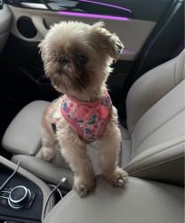 Reunited Female Dog last seen Near Fernwood Ave, Lynwood, CA 90262, USA, Lynwood, CA 90262