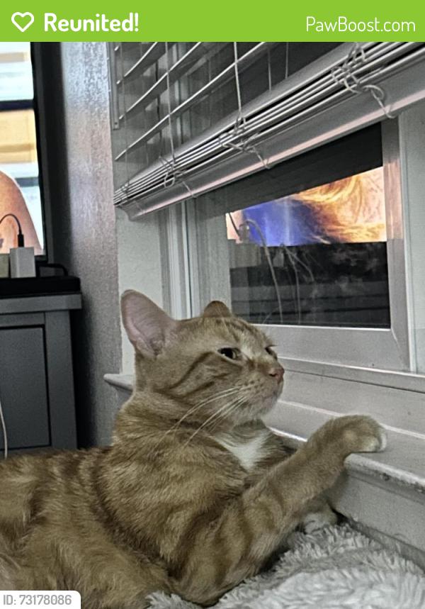 Reunited Female Cat last seen Near roundtable drive, San Jose, CA 95111
