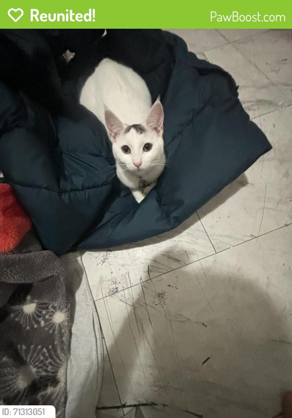 Reunited Female Cat last seen Tyler and Elliot, South El Monte, CA 91733