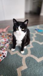 Lost Female Cat last seen Santiago & Alva, Fort Worth, TX 76133