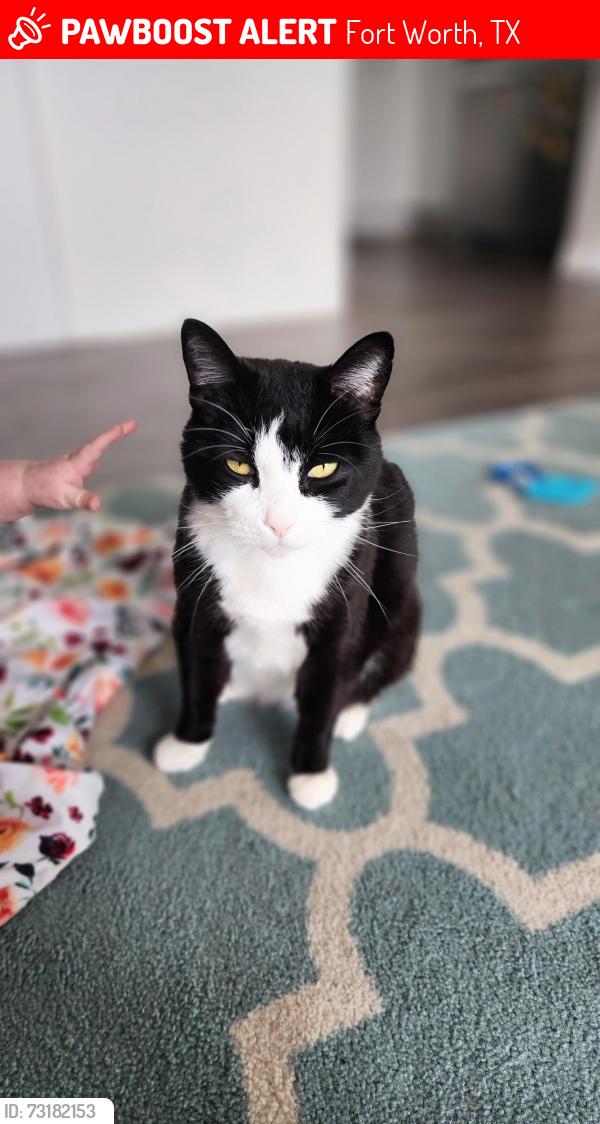 Lost Female Cat last seen Santiago & Alva, Fort Worth, TX 76133