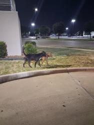 Found/Stray Unknown Dog last seen E. Berry St and Rennsaince Square, Fort Worth Tx, Fort Worth, TX 76105