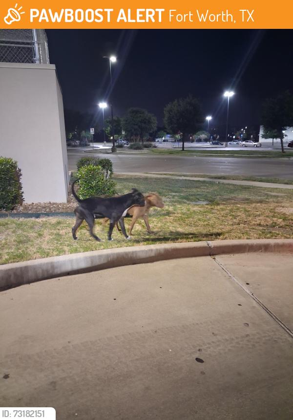 Found/Stray Unknown Dog last seen E. Berry St and Rennsaince Square, Fort Worth Tx, Fort Worth, TX 76105