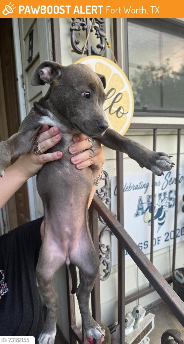 Found/Stray Unknown Dog last seen McClure and butler, Fort Worth, TX 76102