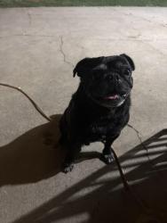 Reunited Male Dog last seen Hollenbeck and Larkin, Covina, CA 91722