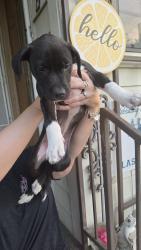 Found/Stray Unknown Dog last seen McClure and butler, Fort Worth, TX 76110