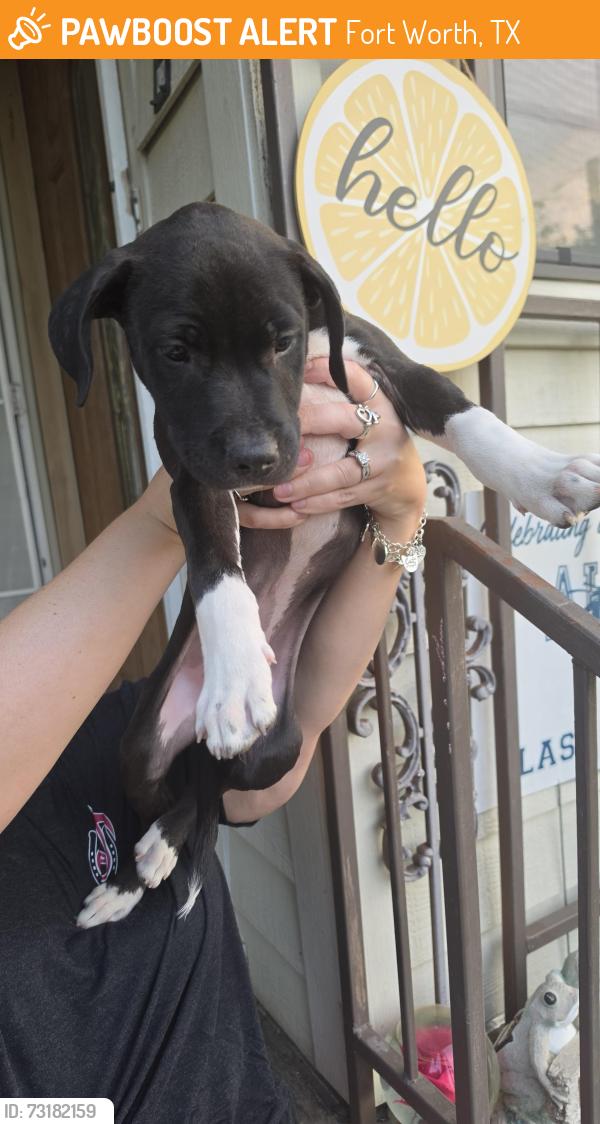 Found/Stray Unknown Dog last seen McClure and butler, Fort Worth, TX 76110