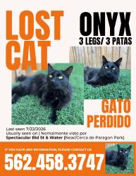 Lost Male Cat last seen Water Ave, Perris, CA 92571