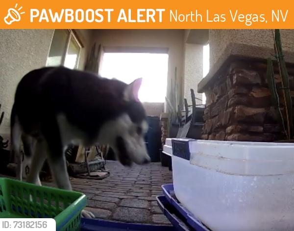 Found/Stray Unknown Dog last seen Bruce and lone mountain, North Las Vegas, NV 89081