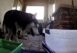Found/Stray Unknown Dog last seen Bruce and lone mountain, North Las Vegas, NV 89081