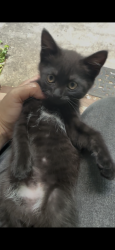 Lost Male Cat last seen Near Angela Dr Fayetteville Ga 30215, Fayetteville, GA 30215