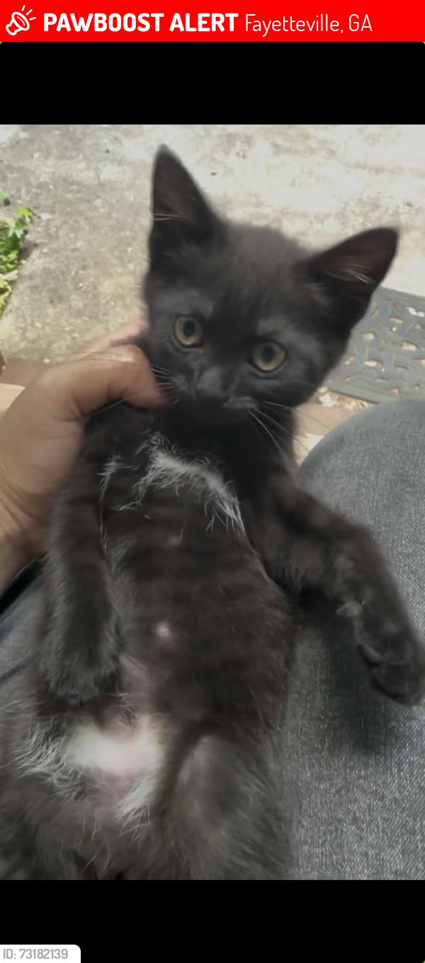 Lost Male Cat last seen Near Angela Dr Fayetteville Ga 30215, Fayetteville, GA 30215