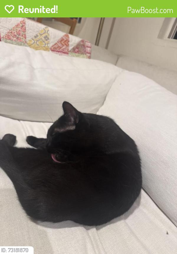 Reunited Male Cat last seen Near Idaho Ave, Santa Monica, CA 90403