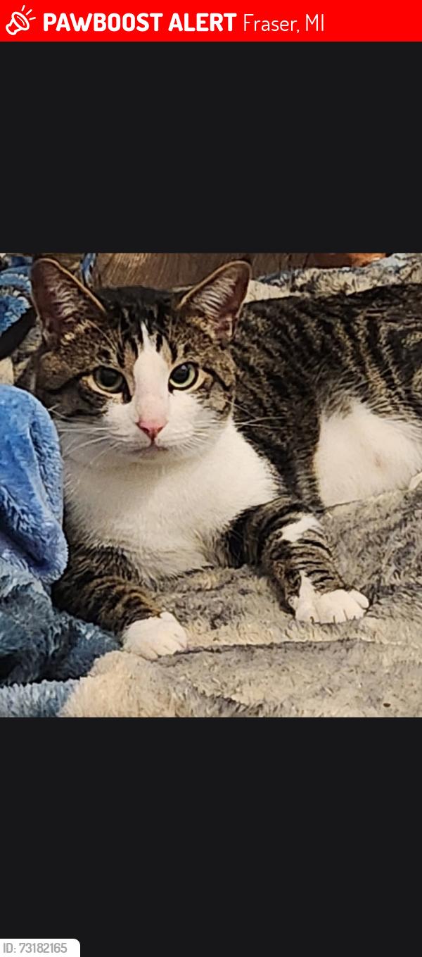 Lost Male Cat last seen Evening side Rd, Fraser, MI 48026