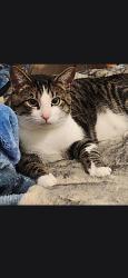 Lost Male Cat last seen Evening side Rd, Fraser, MI 48026