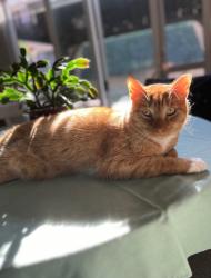 Reunited Male Cat last seen Merle, Floyd, Orchard Park, Modesto, CA 95355