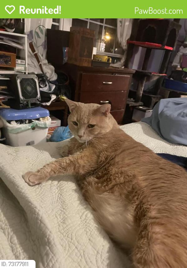 Reunited Male Cat last seen Near muirs chapel and tower, Greensboro, NC 27410