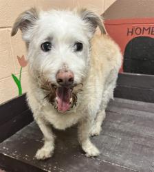 Shelter Stray Male Dog last seen , 31044 Charlie Canyon Rd, Castaic, CA 91384, USA