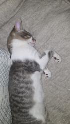 Reunited Male Cat last seen Timber Creek Townhouse, Nampa, ID 83651